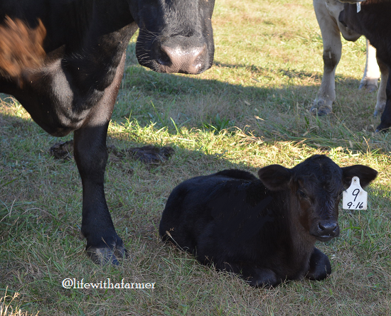 calf lying in a field