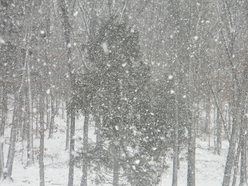 trees in a heavy snow storm on the farm
